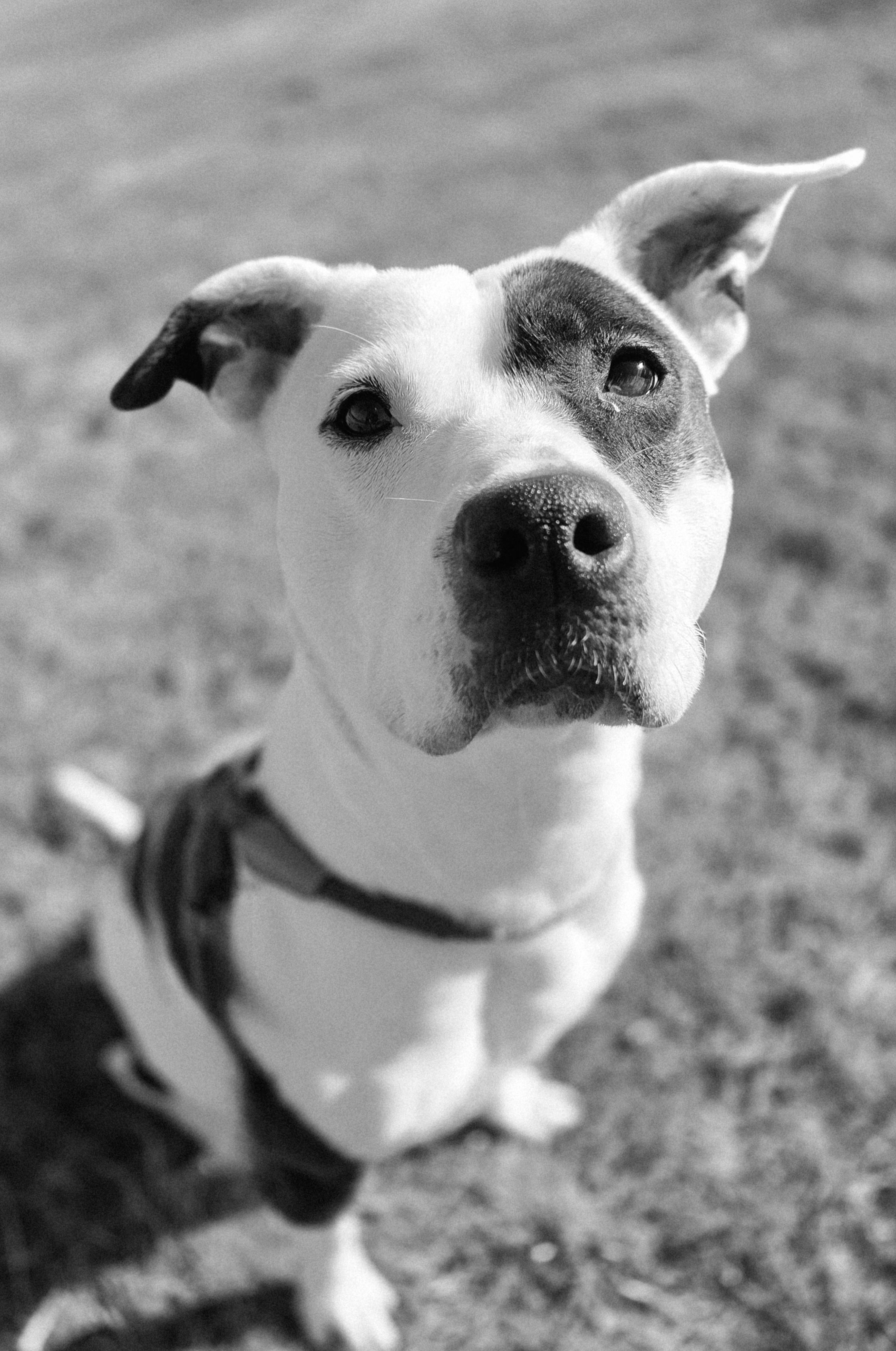 Enlarge Sugar, a Adoptable mixed breed in Franklin, NC image 5/5