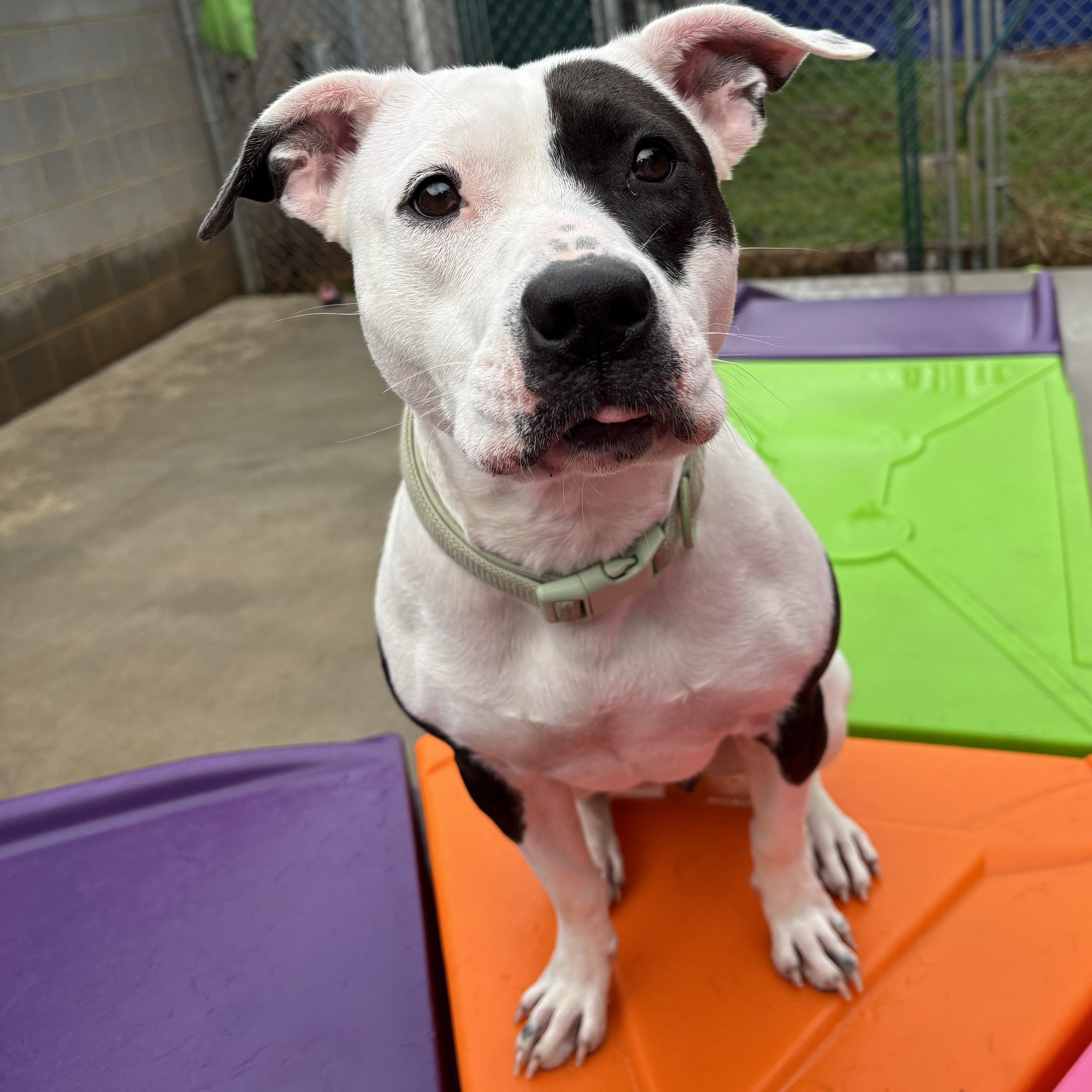 Enlarge Sugar, a Adoptable mixed breed in Franklin, NC image 4/5