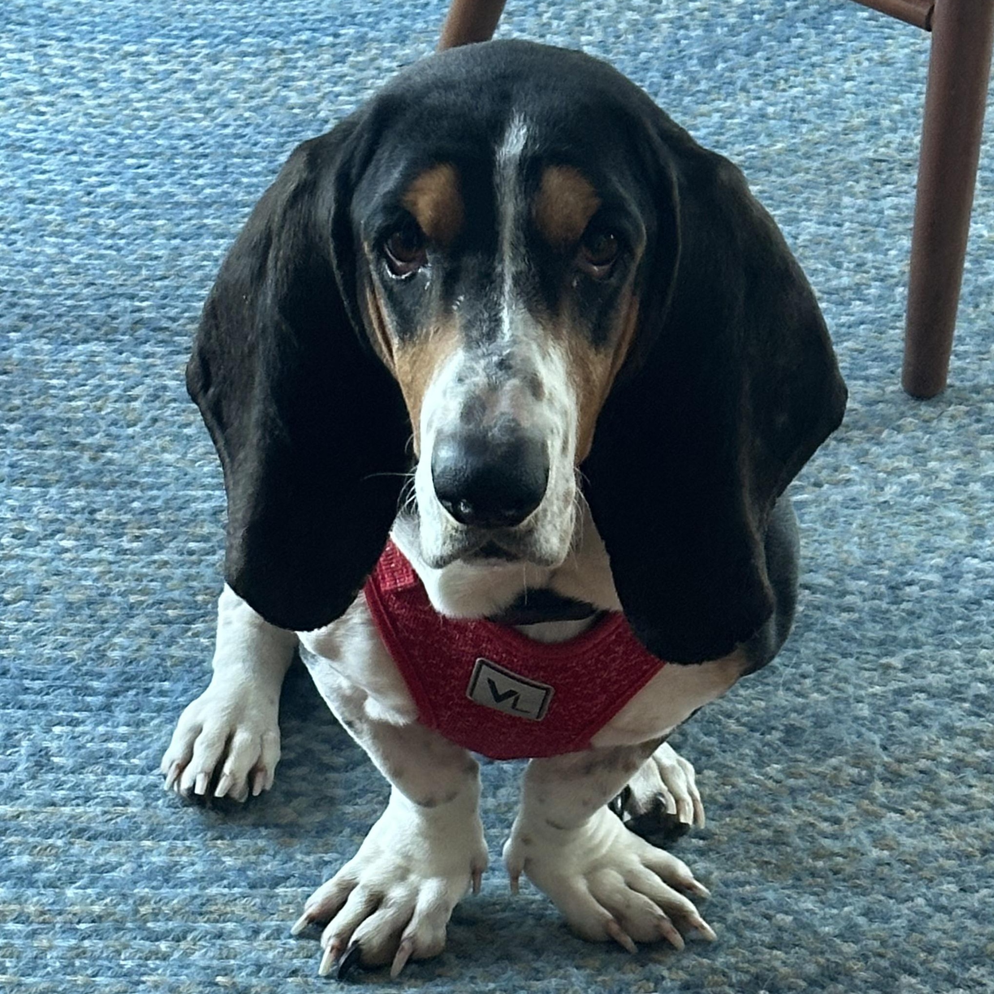 Enlarge Millie, a ADOPTABLE Basset Hound in Burlington, VT image 1/6