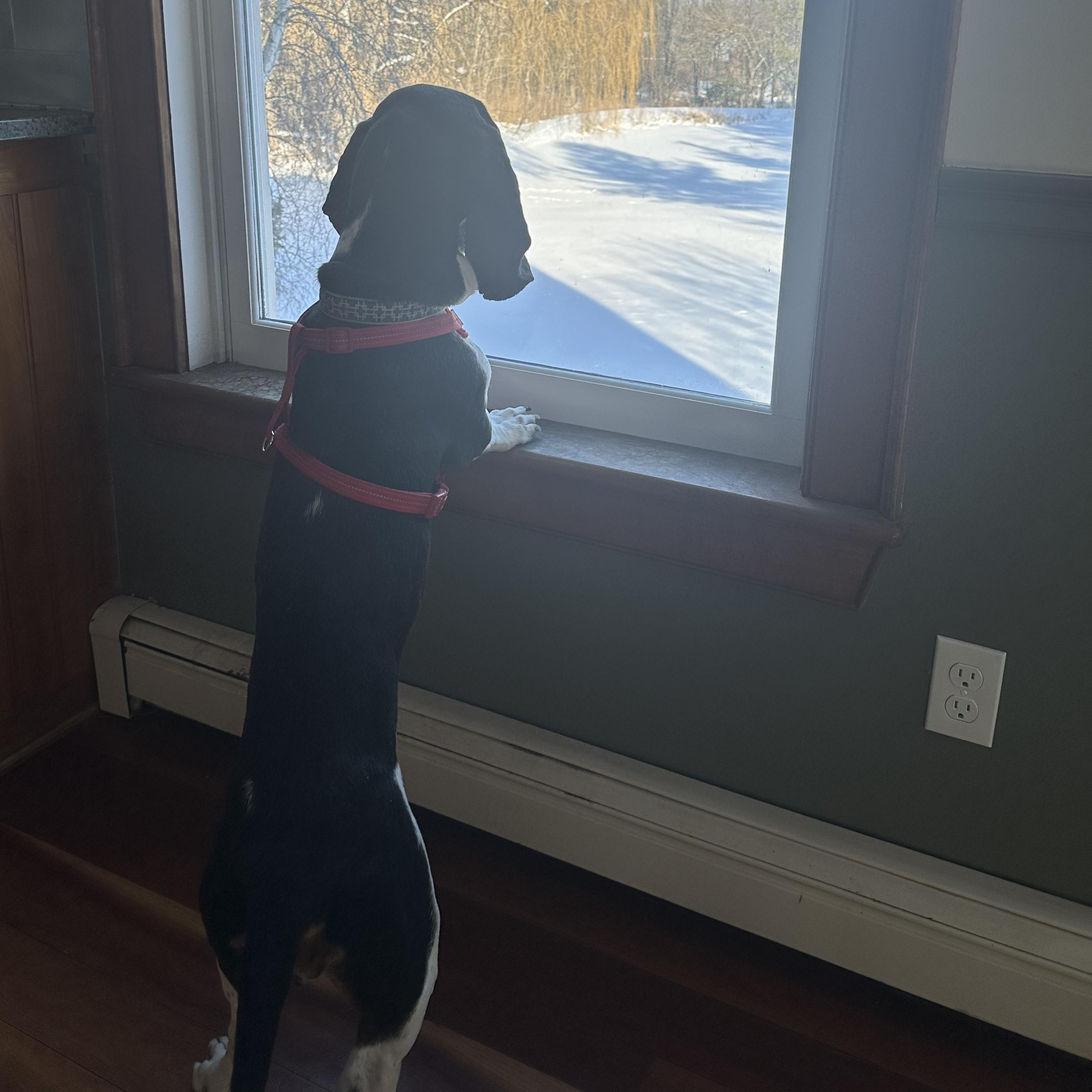 Enlarge Millie, a ADOPTABLE Basset Hound in Burlington, VT image 4/6