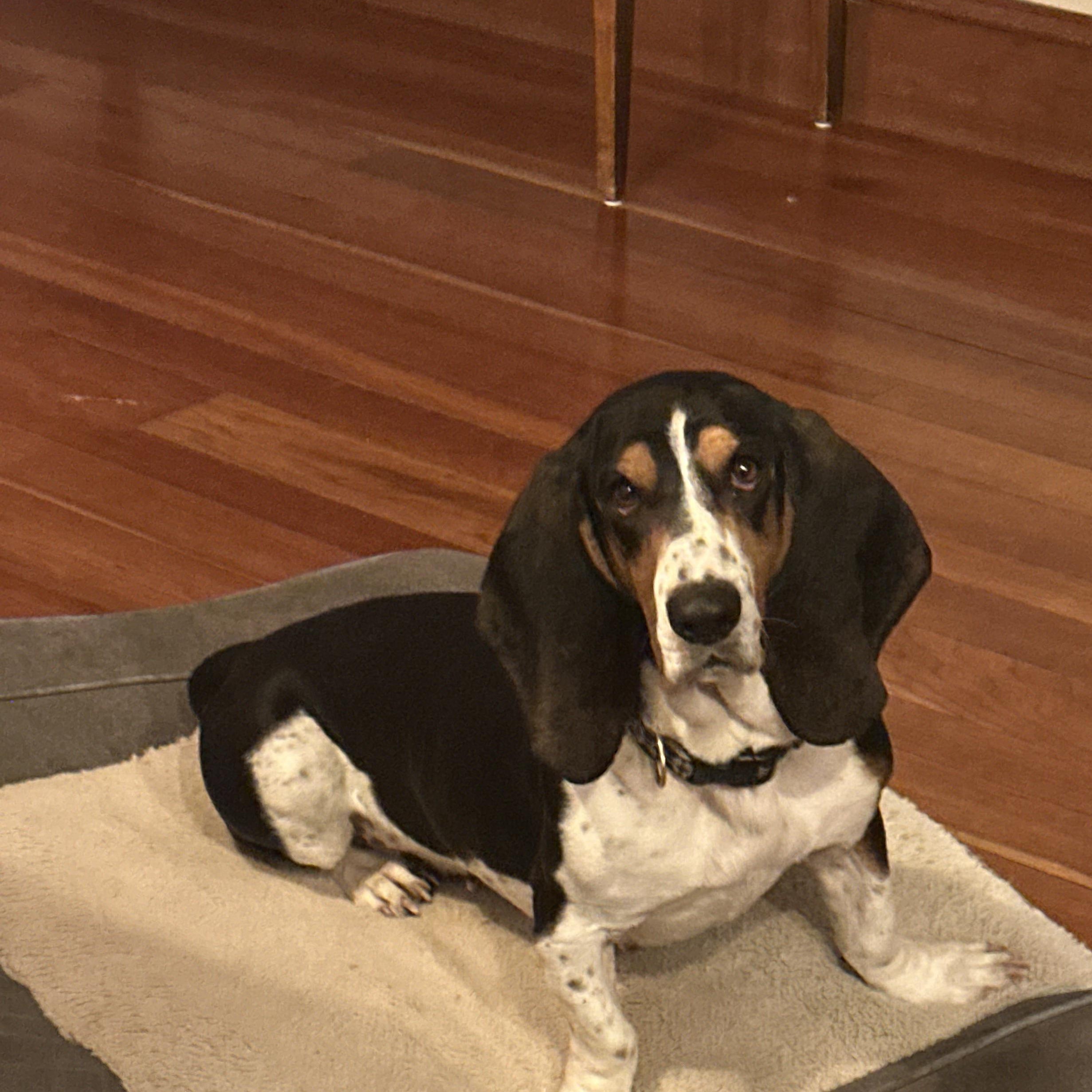 Enlarge Millie, a ADOPTABLE Basset Hound in Burlington, VT image 2/6