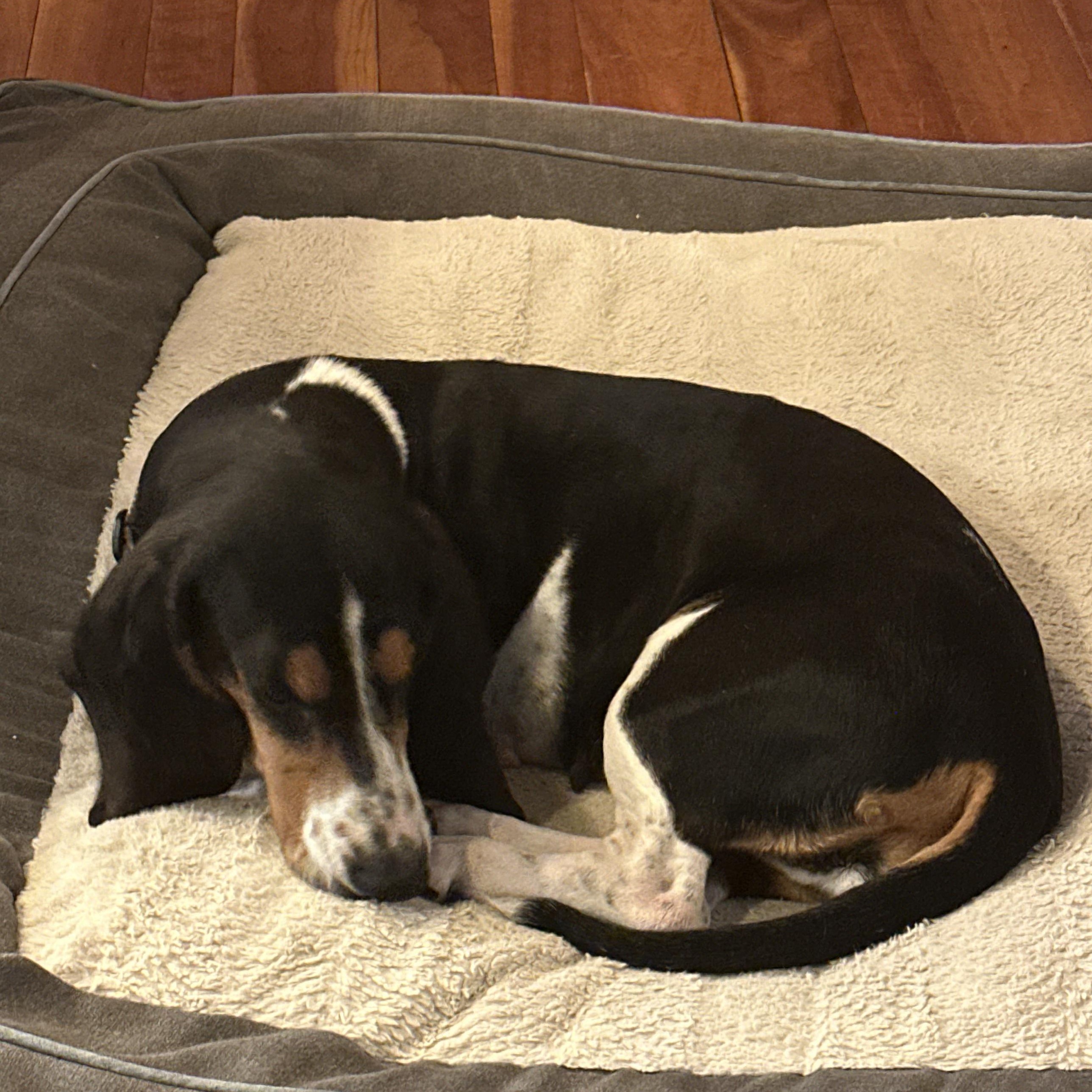 Enlarge Millie, a ADOPTABLE Basset Hound in Burlington, VT image 3/6