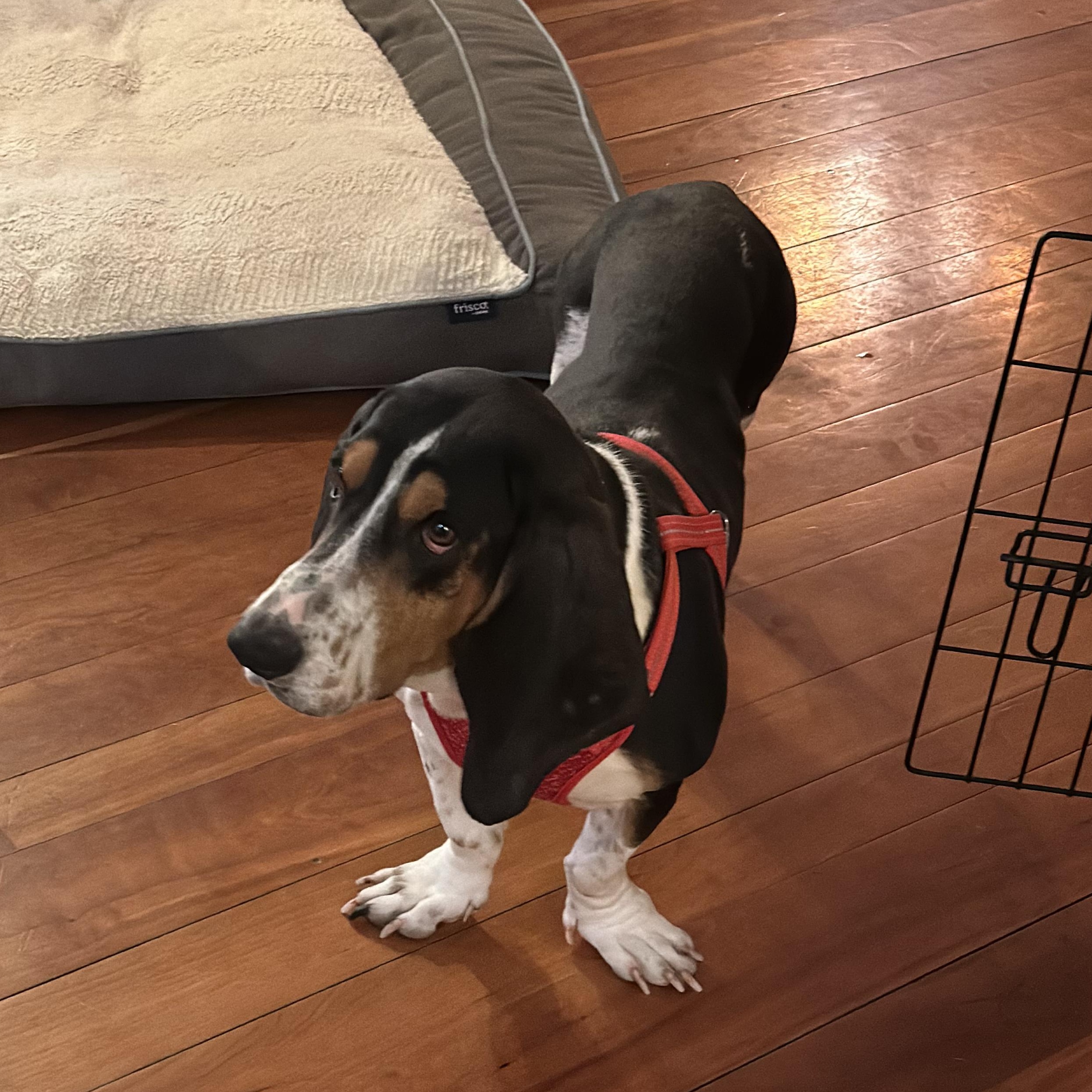 Enlarge Millie, a ADOPTABLE Basset Hound in Burlington, VT image 5/6