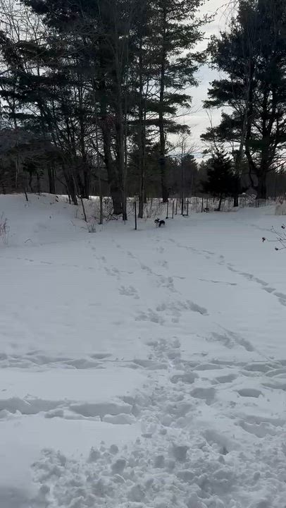 Enlarge Millie, a ADOPTABLE Basset Hound in Burlington, VT video 6/6