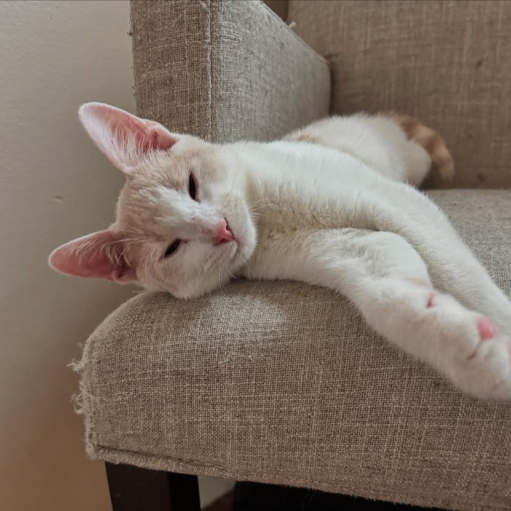 Mumford, Adoptable, Young Male Domestic Short Hair.