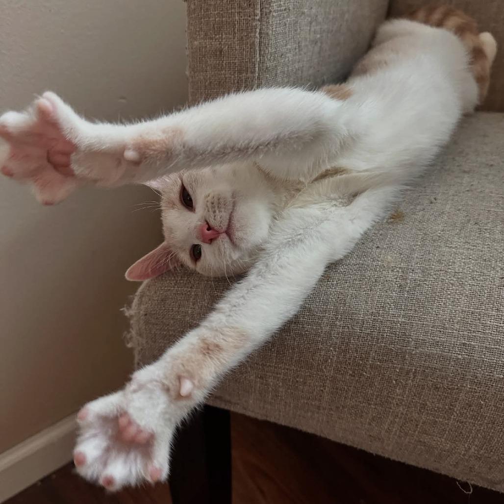 Enlarge Mumford, a Adoptable Domestic Short Hair in FAIRWAY, KS image 2/3