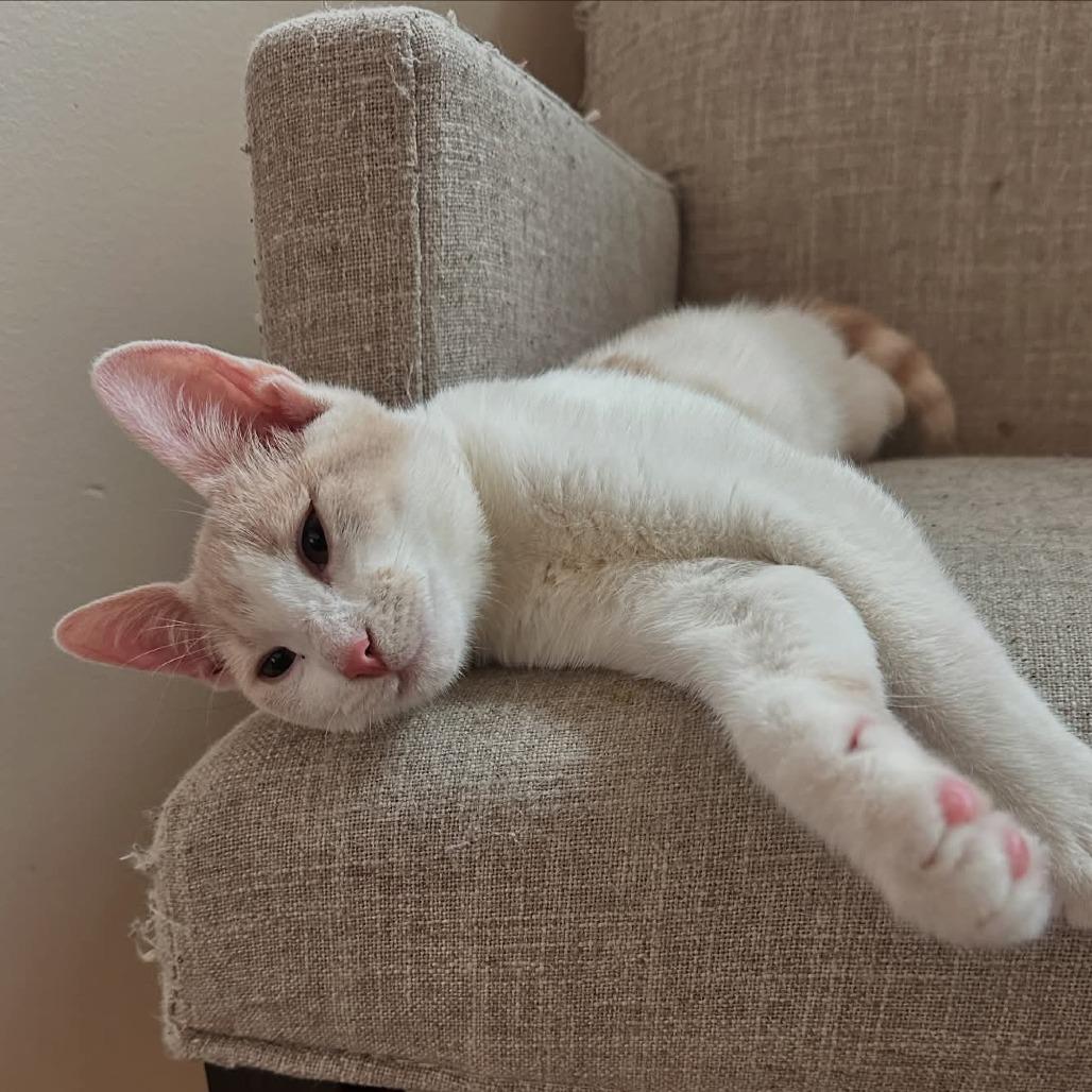 Enlarge Mumford, a Adoptable Domestic Short Hair in FAIRWAY, KS image 3/3