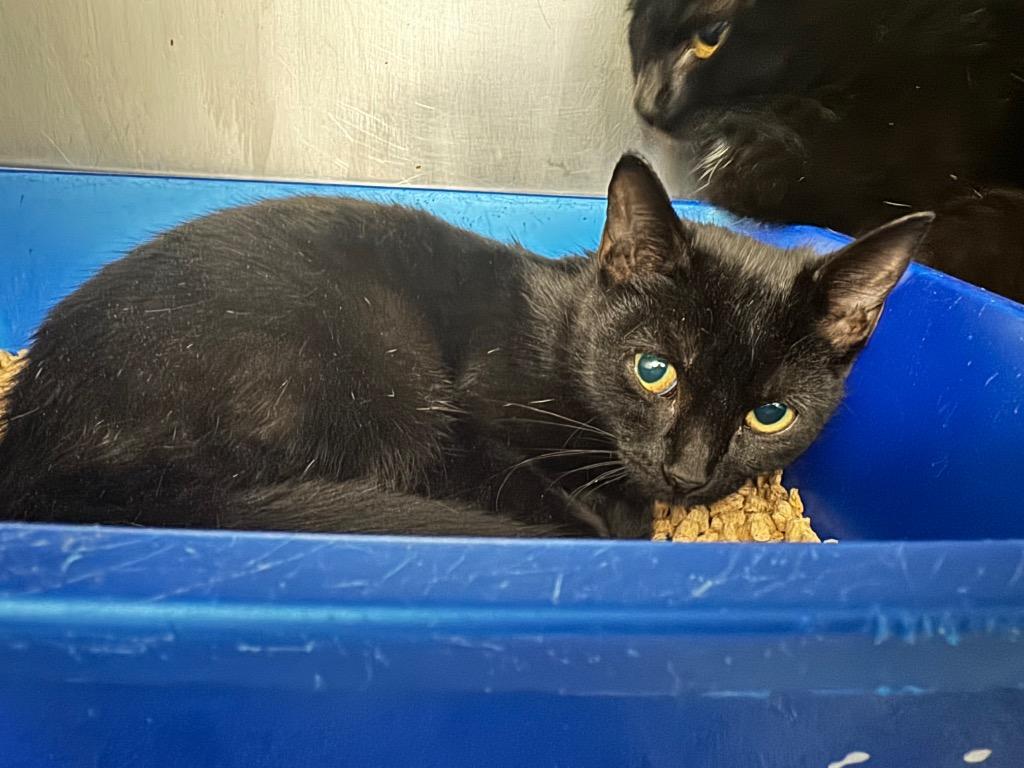 Veronica, Adoptable, Young Female Domestic Short Hair.