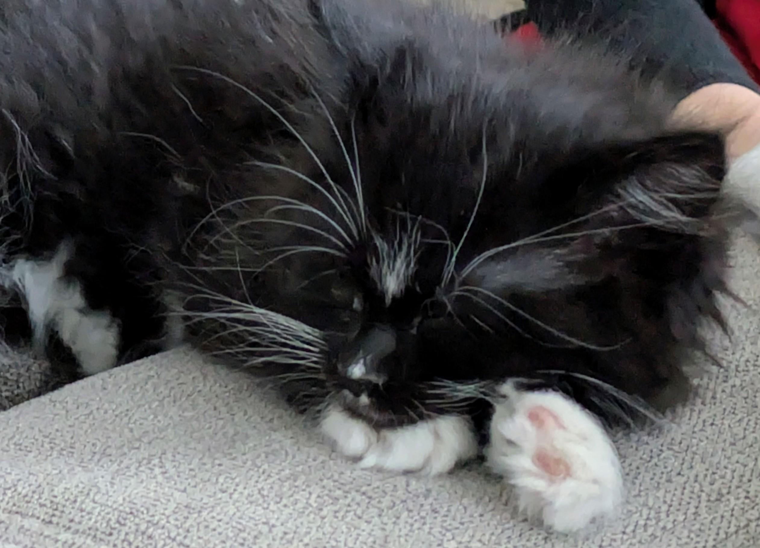 Enlarge Aang, a Adoptable Domestic Medium Hair in Fruit Heights, UT image 1/6