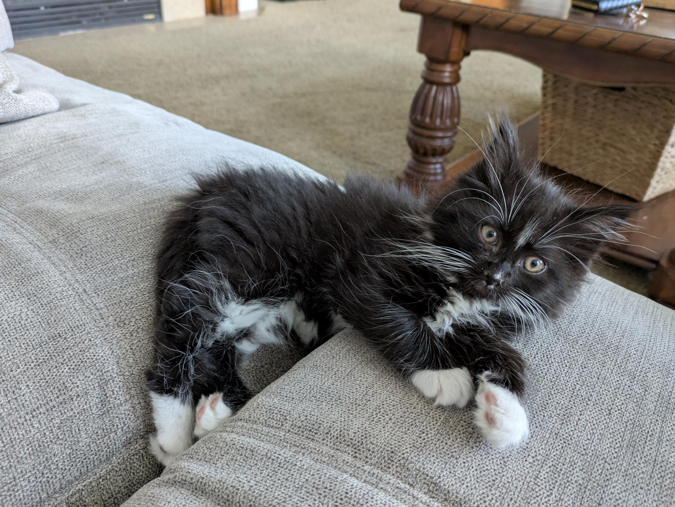 Enlarge Aang, a Adoptable Domestic Medium Hair in Fruit Heights, UT image 2/6
