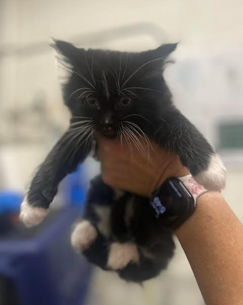 Enlarge Aang, a Adoptable Domestic Medium Hair in Fruit Heights, UT image 3/6