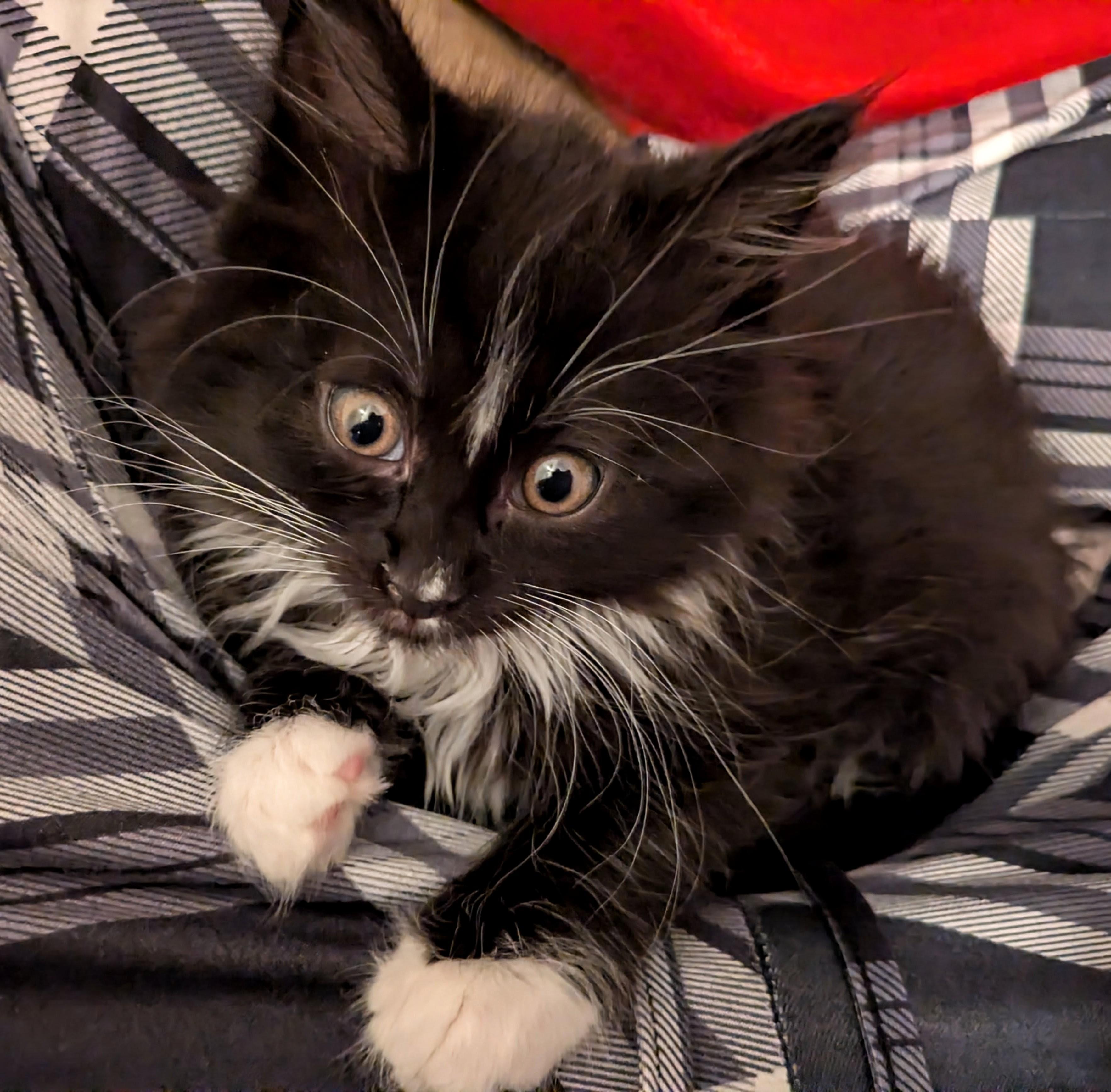 Enlarge Aang, a Adoptable Domestic Medium Hair in Fruit Heights, UT image 4/6