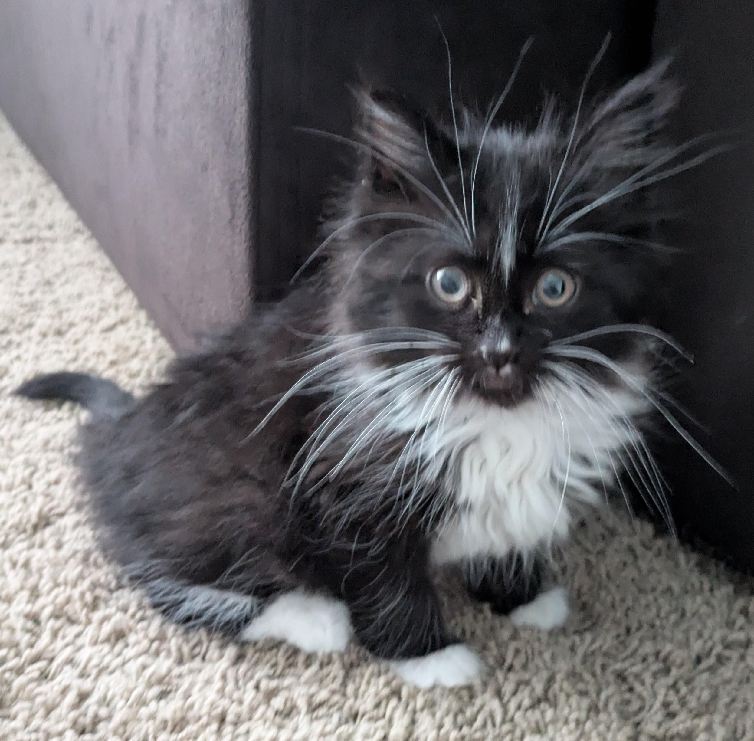 Enlarge Aang, a Adoptable Domestic Medium Hair in Fruit Heights, UT image 5/6