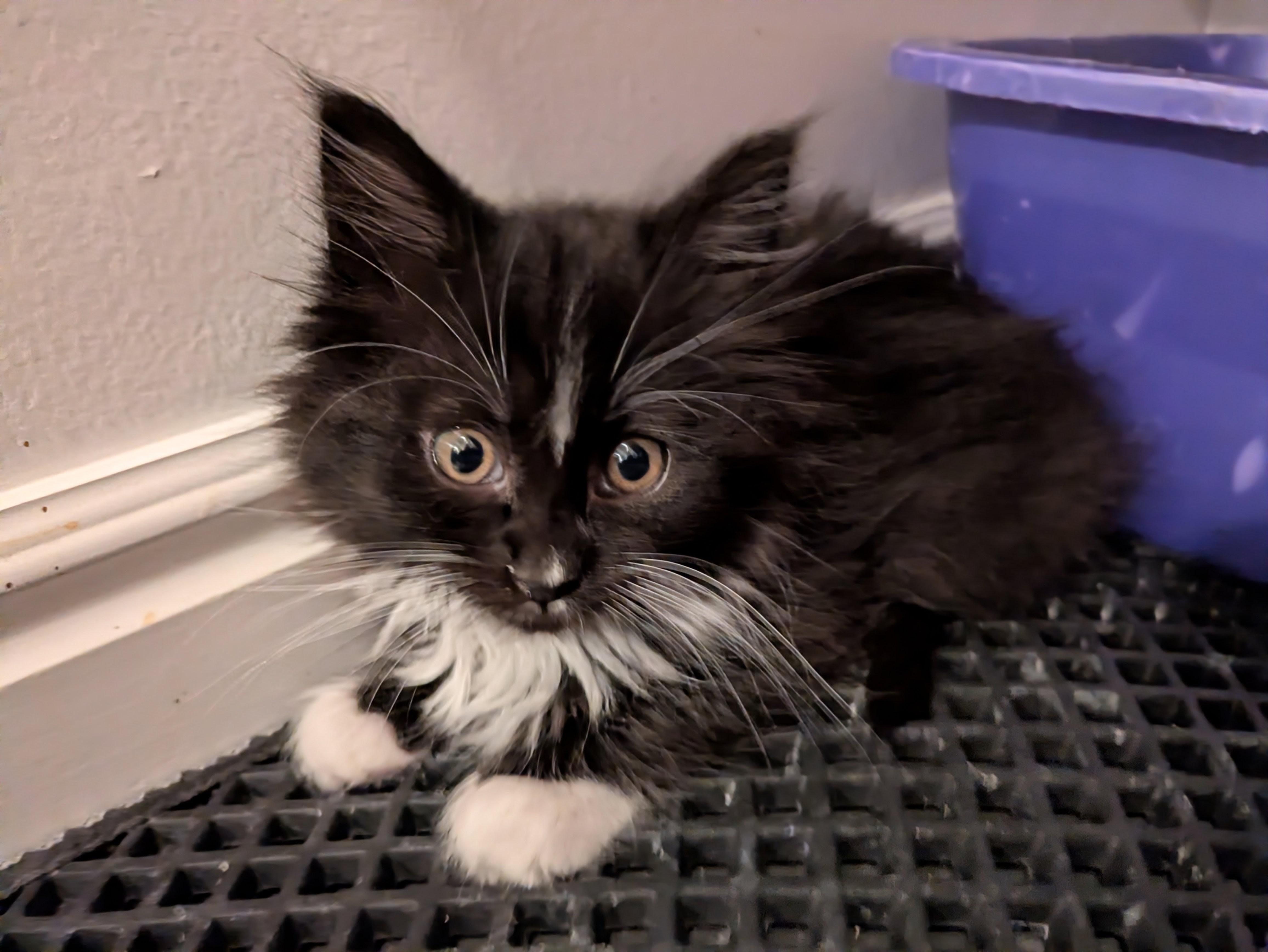 Enlarge Aang, a Adoptable Domestic Medium Hair in Fruit Heights, UT image 6/6