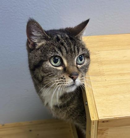 Broccoli Slaw 1043-25, a Adoptable Domestic Short Hair in Cumming, GA image 1/2