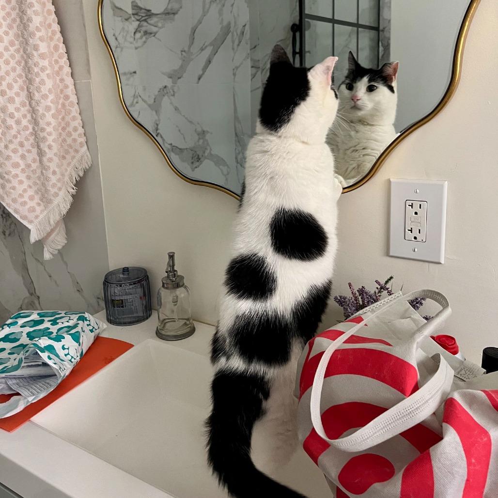 Hey-Yo, Adoptable, Senior Female Domestic Short Hair.