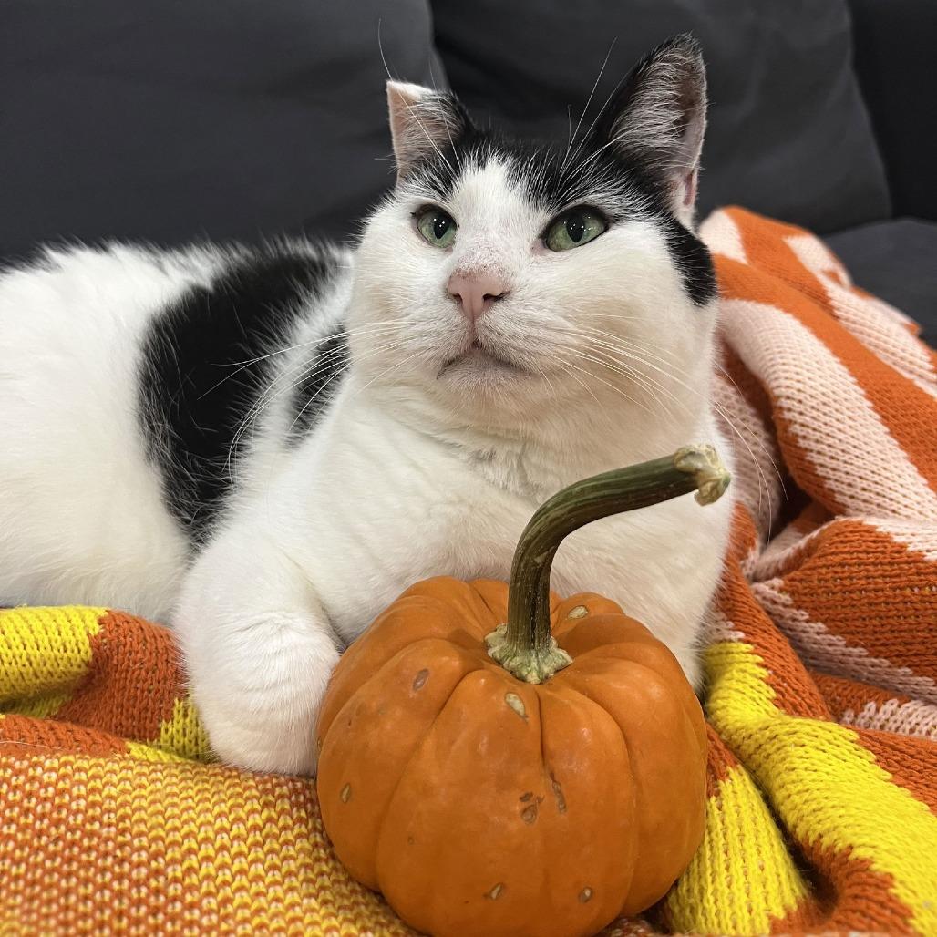 Enlarge Hey-Yo, a Adoptable Domestic Short Hair in Philadelphia, PA image 2/6
