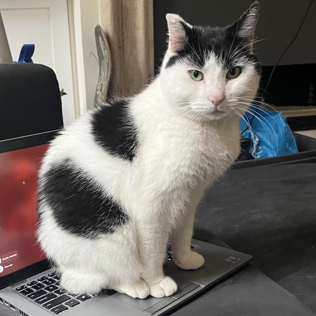 Enlarge Hey-Yo, a Adoptable Domestic Short Hair in Philadelphia, PA image 3/6