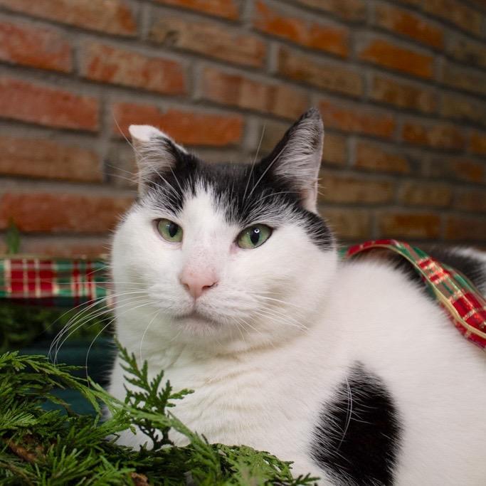 Enlarge Hey-Yo, a Adoptable Domestic Short Hair in Philadelphia, PA image 4/6