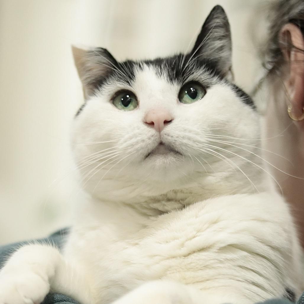 Enlarge Hey-Yo, a Adoptable Domestic Short Hair in Philadelphia, PA image 3/6