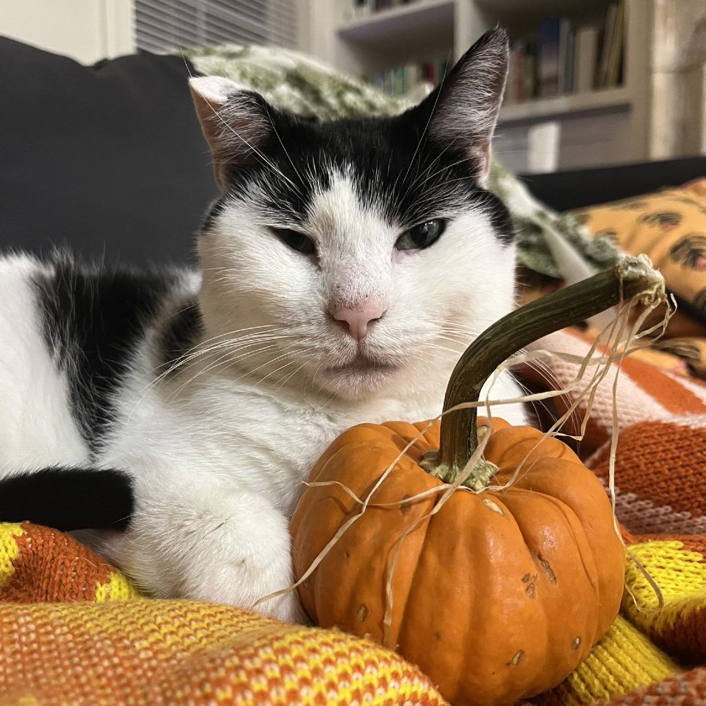 Enlarge Hey-Yo, a Adoptable Domestic Short Hair in Philadelphia, PA image 4/6