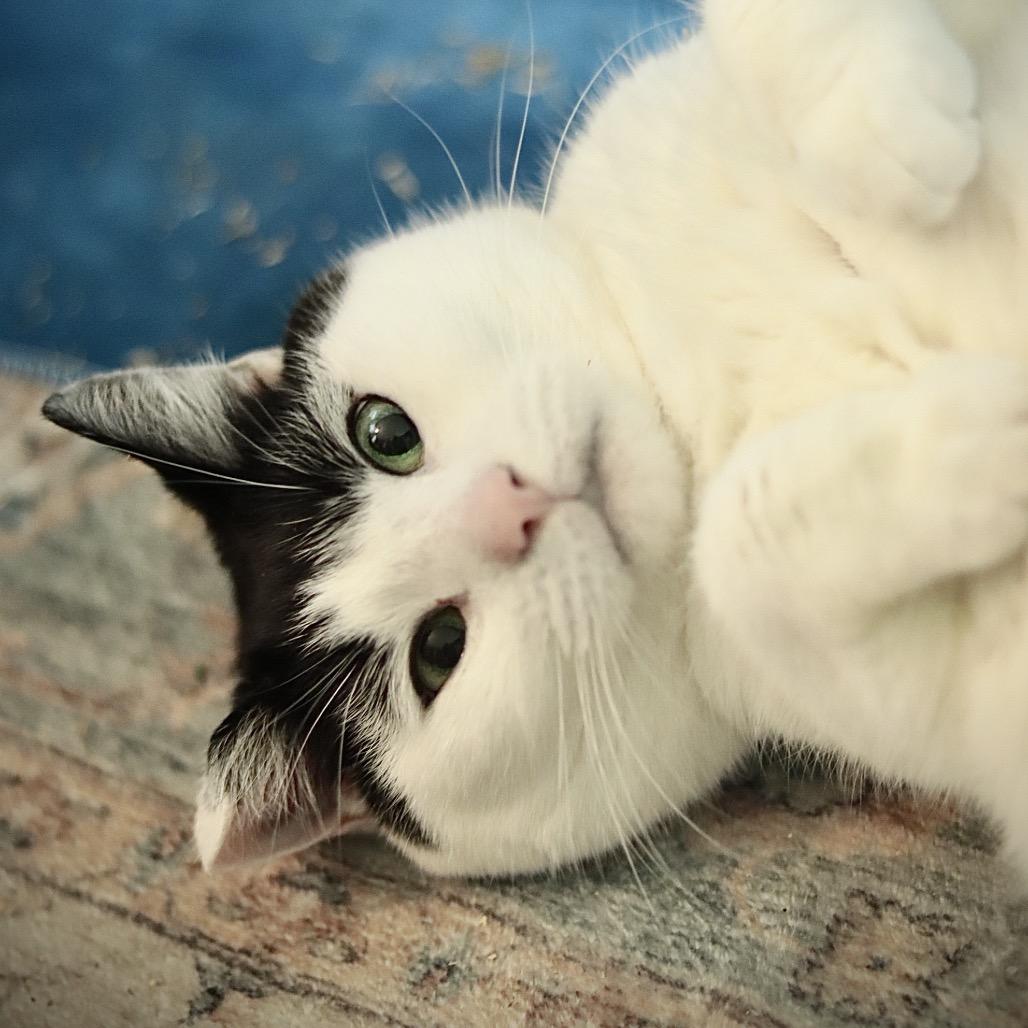 Enlarge Hey-Yo, a Adoptable Domestic Short Hair in Philadelphia, PA image 4/6