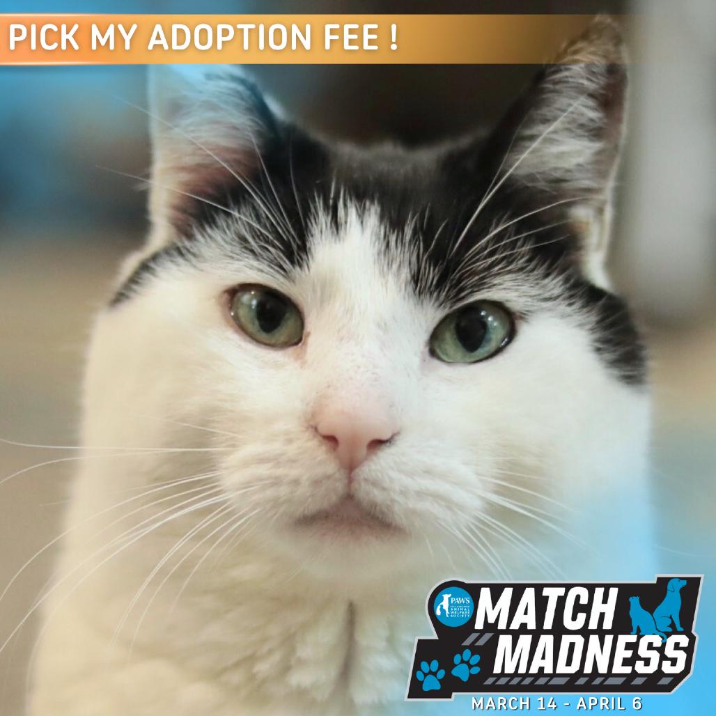 Enlarge Hey-Yo, a Adoptable Domestic Short Hair in Philadelphia, PA image 5/6