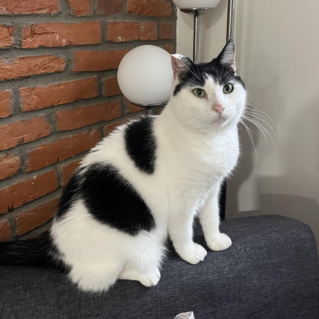 Enlarge Hey-Yo, a Adoptable Domestic Short Hair in Philadelphia, PA image 5/6