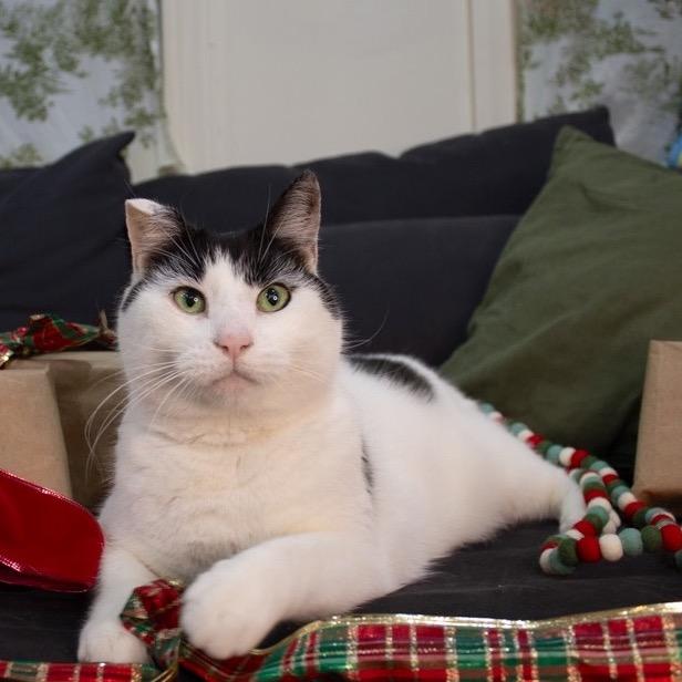 Enlarge Hey-Yo, a Adoptable Domestic Short Hair in Philadelphia, PA image 6/6