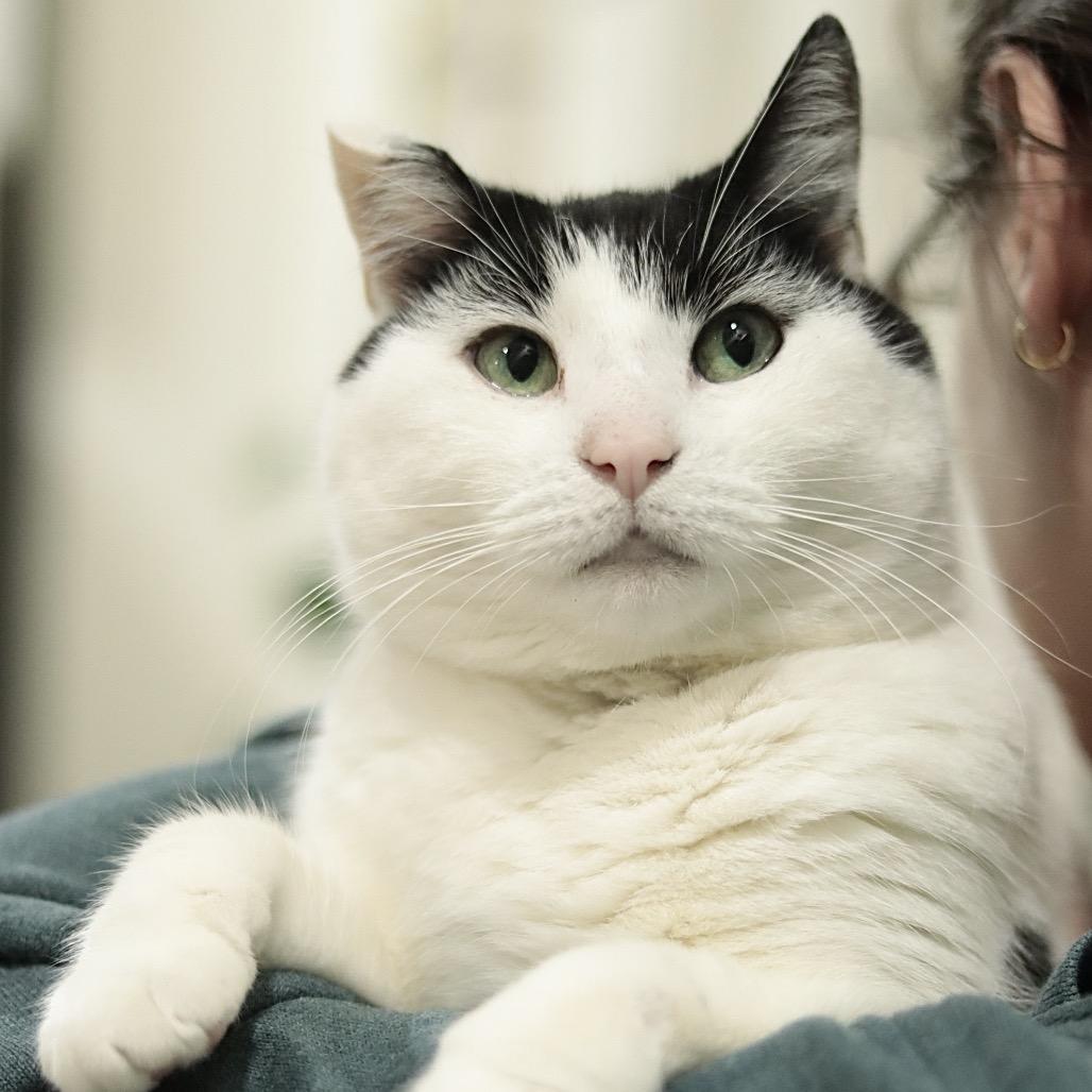 Enlarge Hey-Yo, a Adoptable Domestic Short Hair in Philadelphia, PA image 6/6