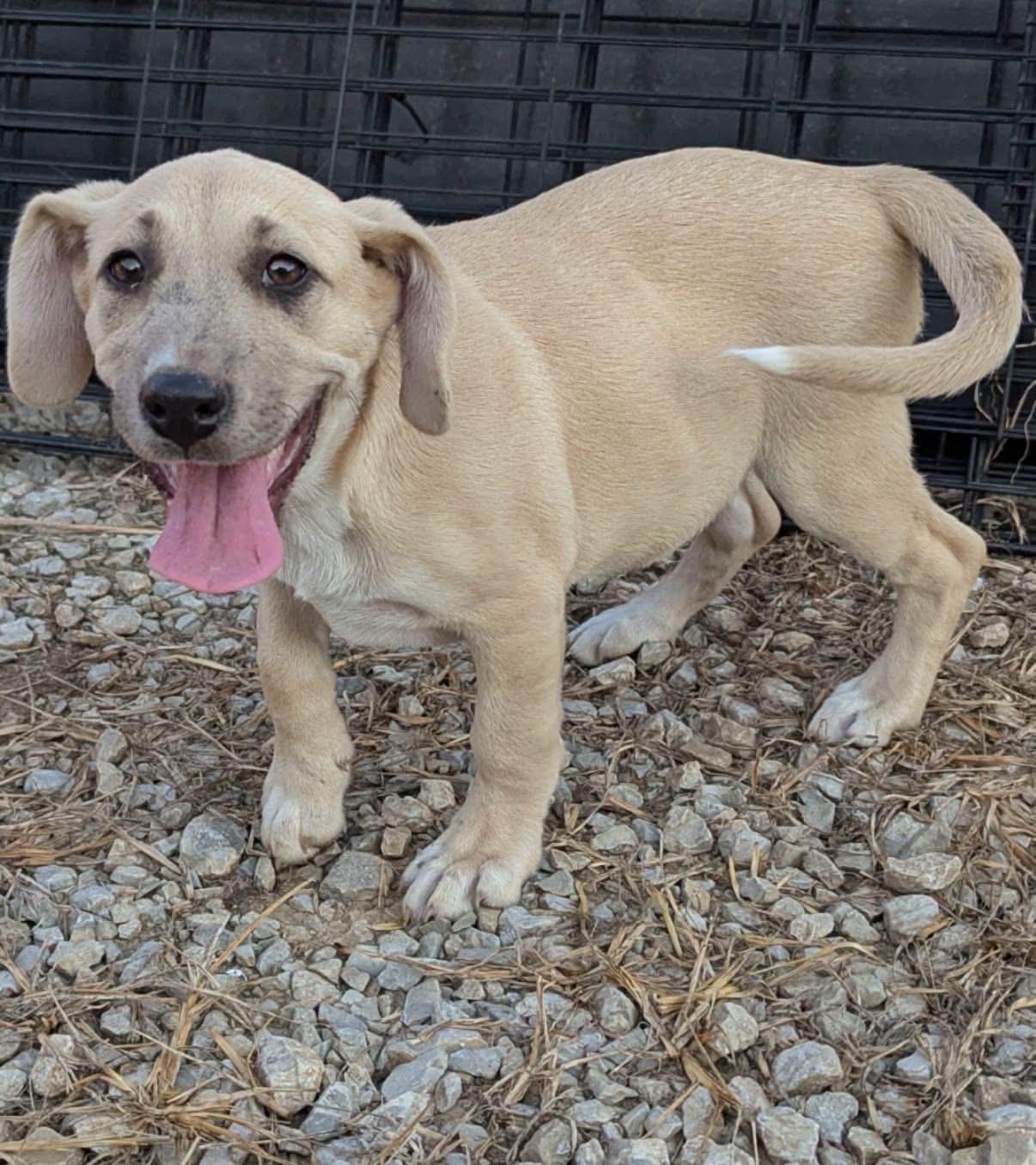 Clemetine, ADOPTABLE, Puppy Female Basset Hound & Labrador Retriever.