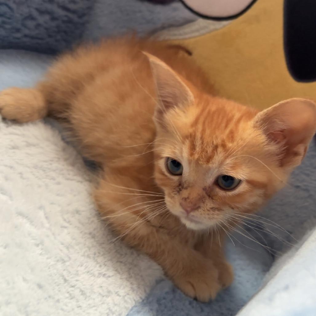 Hermione, Adoptable, Kitten Female Domestic Short Hair.