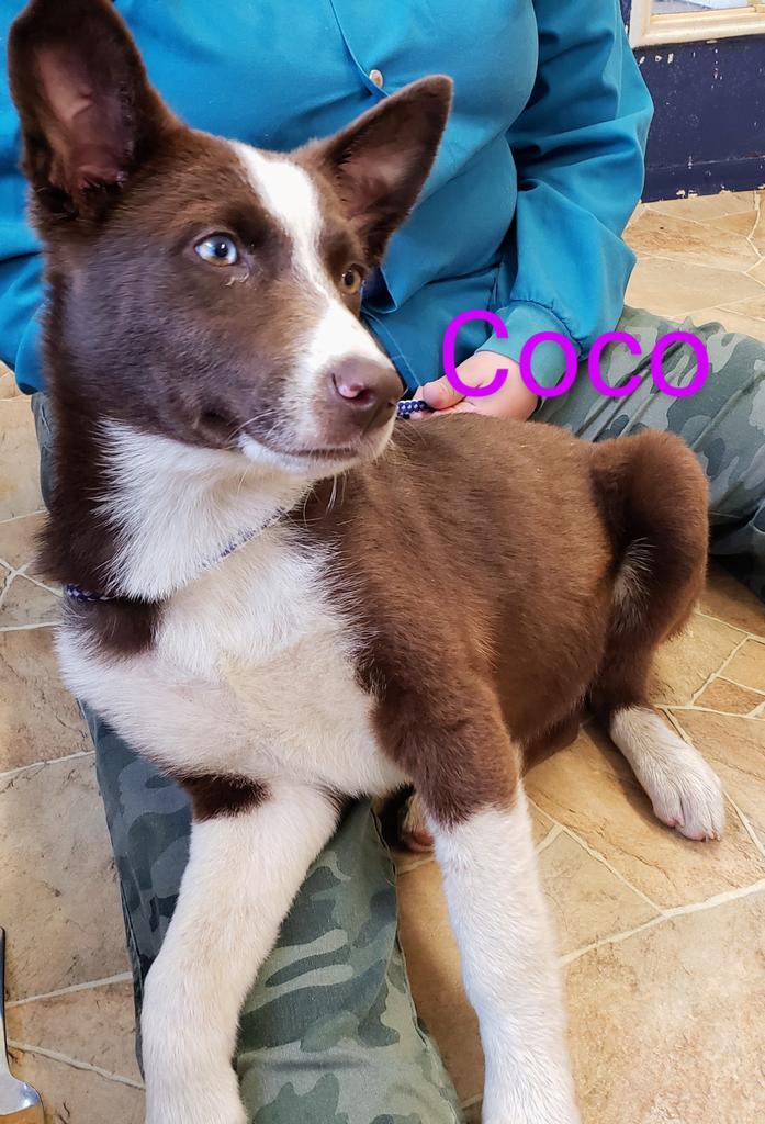 Enlarge Coco, a Adoptable mixed breed in Mena, AR image 2/2