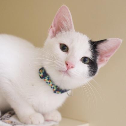 Cooper, a Adoptable mixed breed in Verona, WI image 1/3