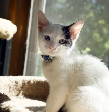 Cooper, a Adoptable mixed breed in Verona, WI image 2/3