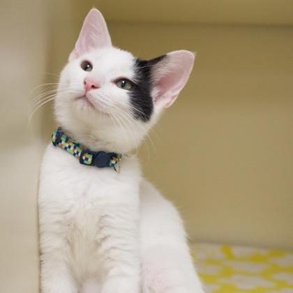 Cooper, a Adoptable mixed breed in Verona, WI image 3/3