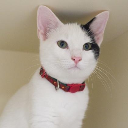 Enlarge Cooper, a Adoptable mixed breed in Verona, WI image 3/3