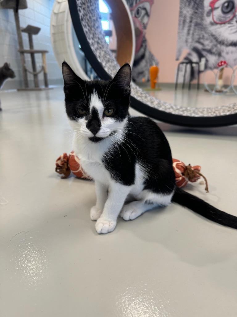 Hyacinth, a Adoptable mixed breed in Dalton, GA image 5/6
