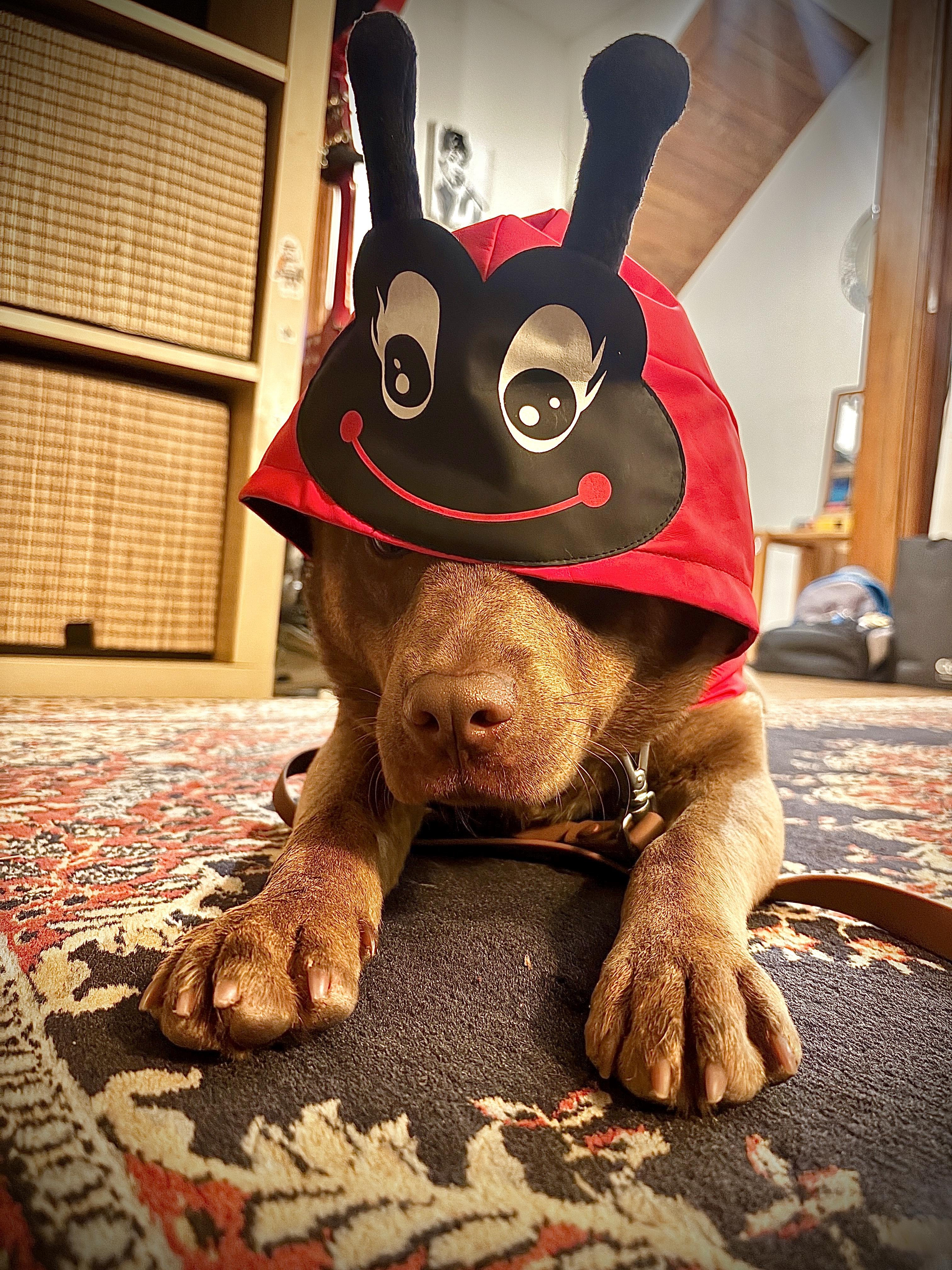 Enlarge Dylan (40 lbs), an adopted mixed breed in Mississauga, ON image 6/6