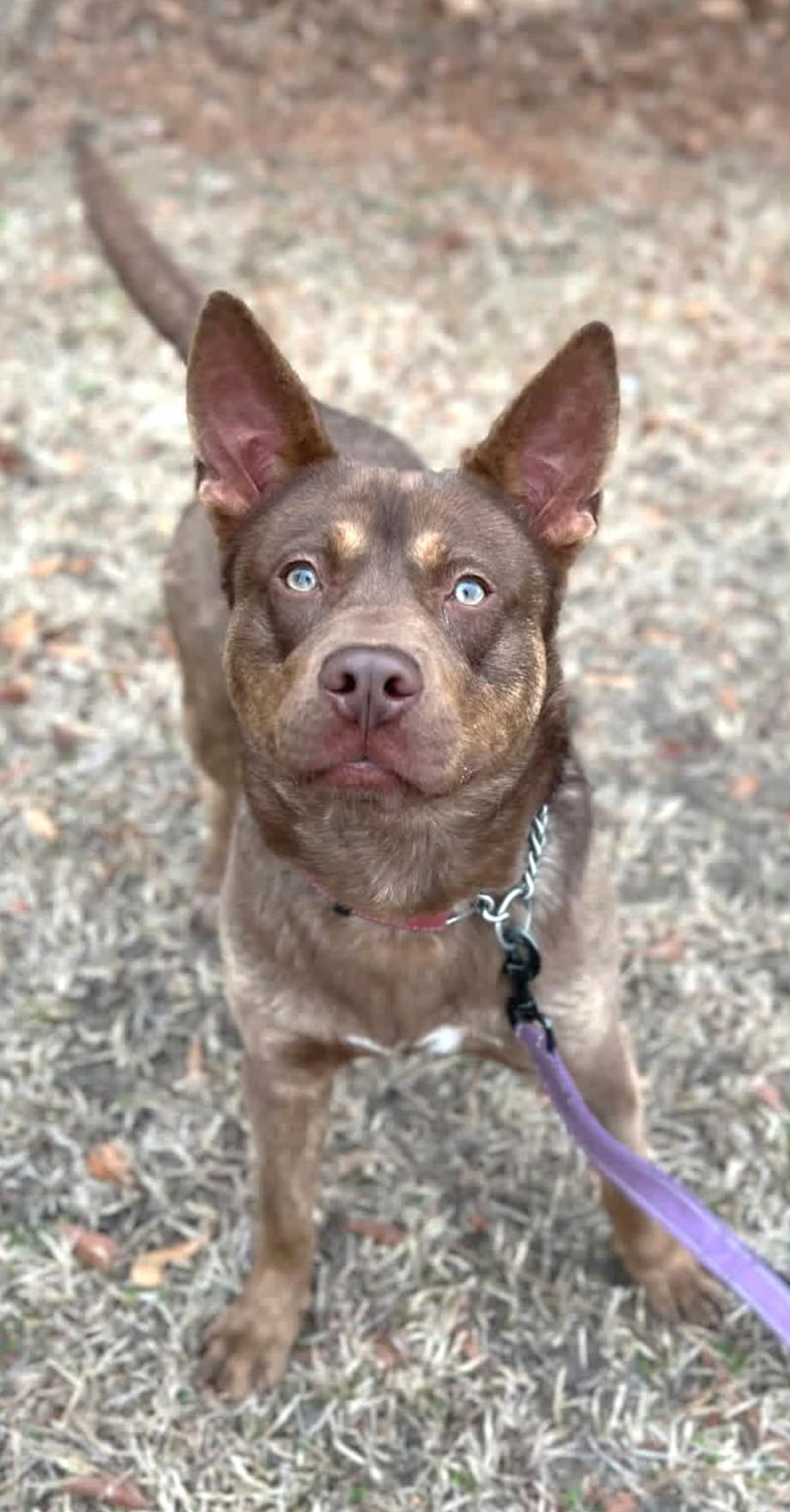 Enlarge Dylan (40 lbs), an adopted mixed breed in Mississauga, ON image 5/6