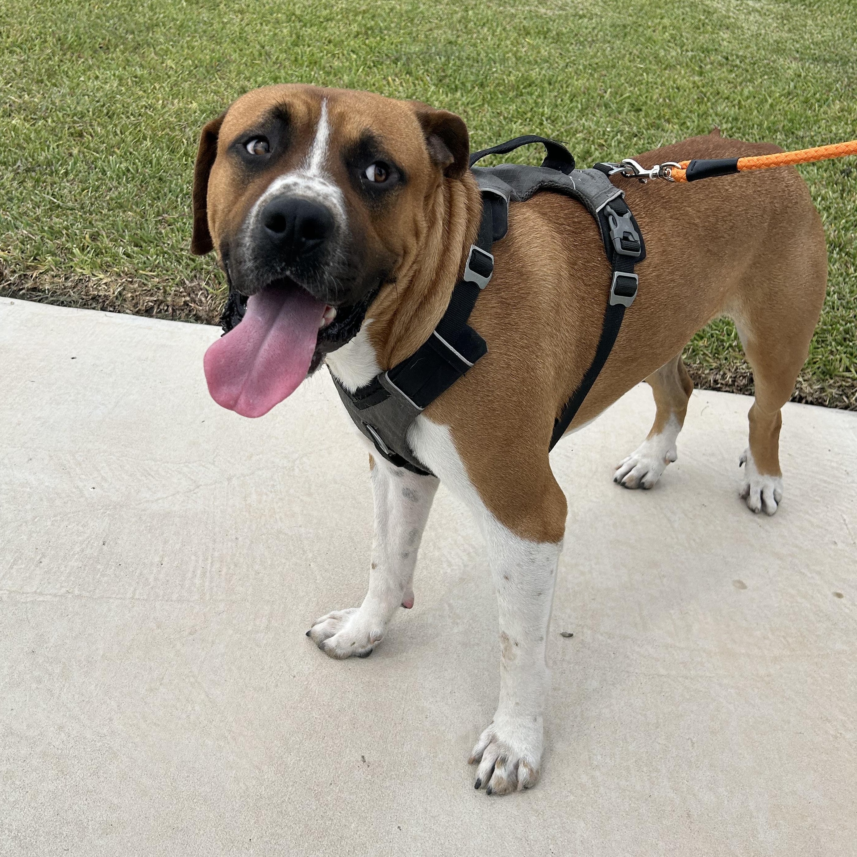 Gordon, an adoptable Boerboel in Minneapolis , MN, 55404 | Photo Image 1