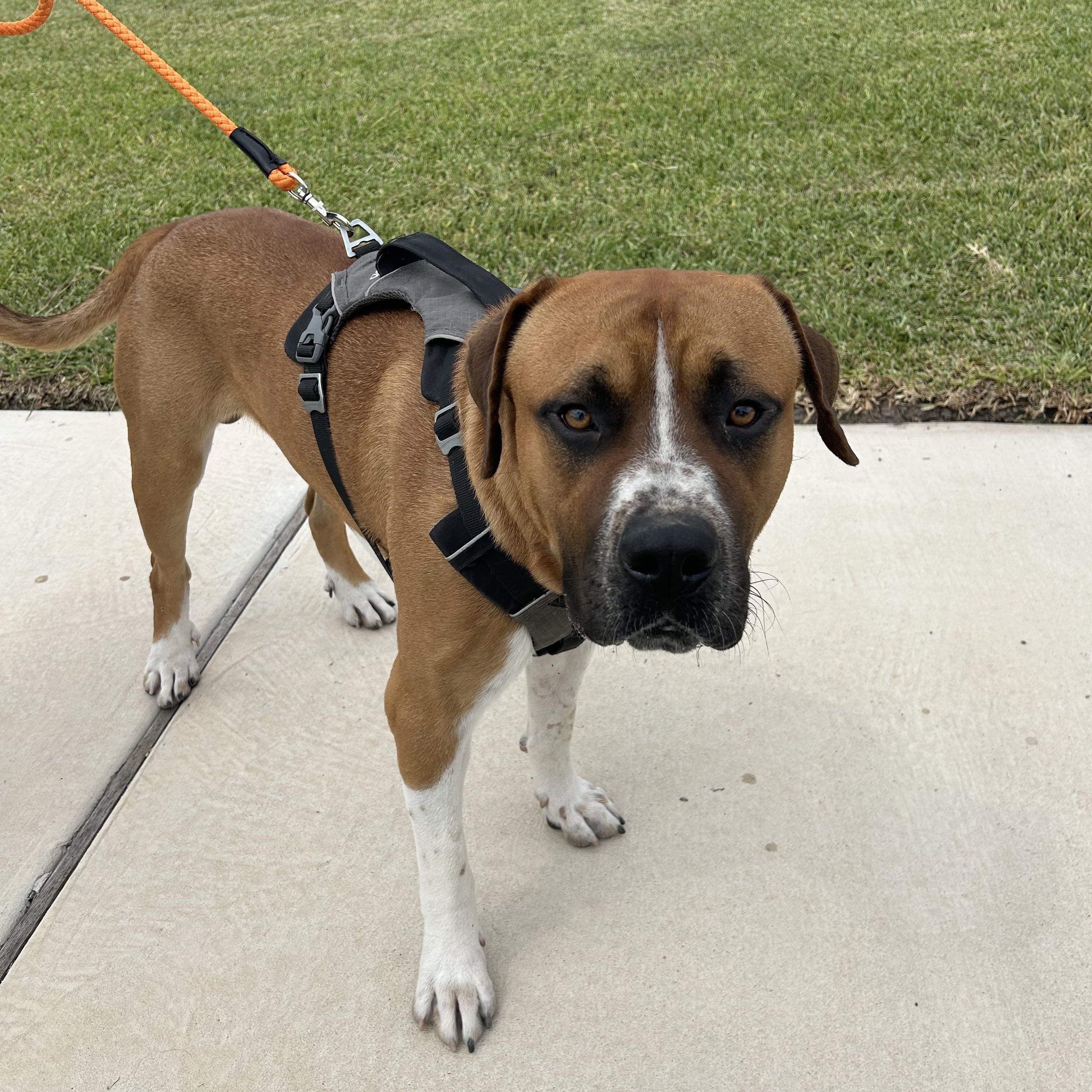 Gordon, an adoptable Boerboel in Minneapolis , MN, 55404 | Photo Image 2