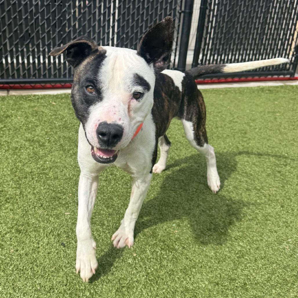 Aerosmith, Adoptable, Senior Male Pit Bull Terrier.