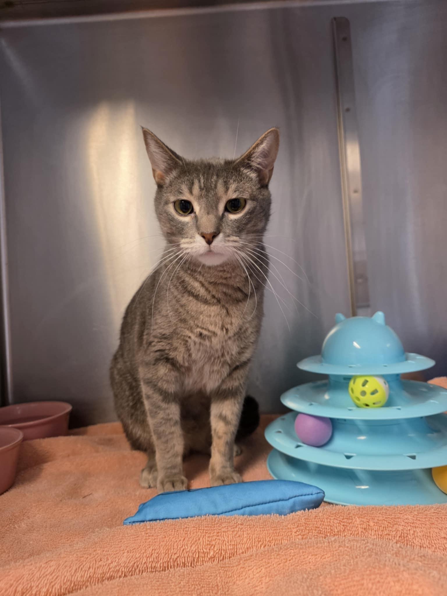 Enlarge Dusty, a ADOPTABLE Domestic Short Hair in Umatilla, FL image 1/3
