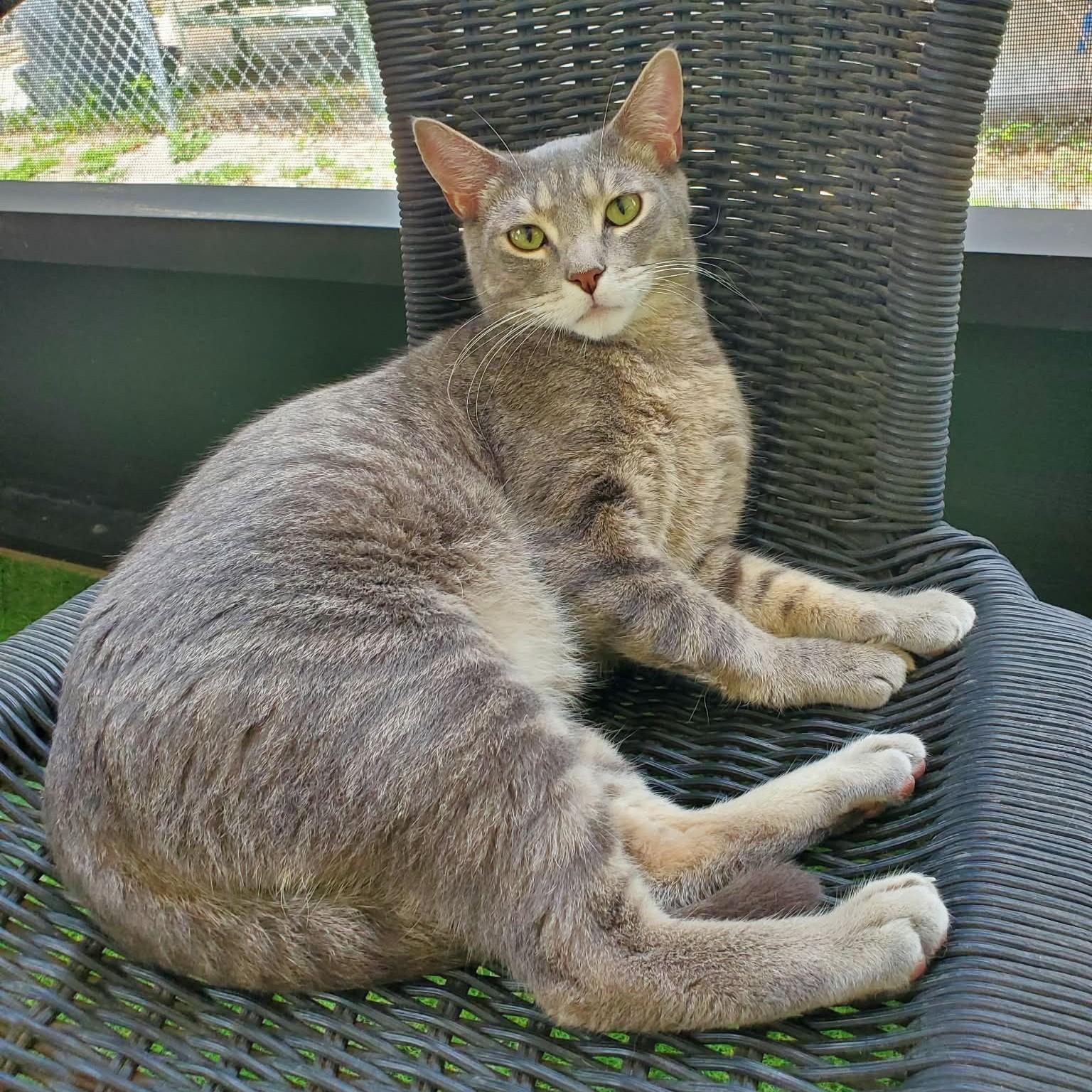 Enlarge Dusty, a ADOPTABLE Domestic Short Hair in Umatilla, FL image 2/6