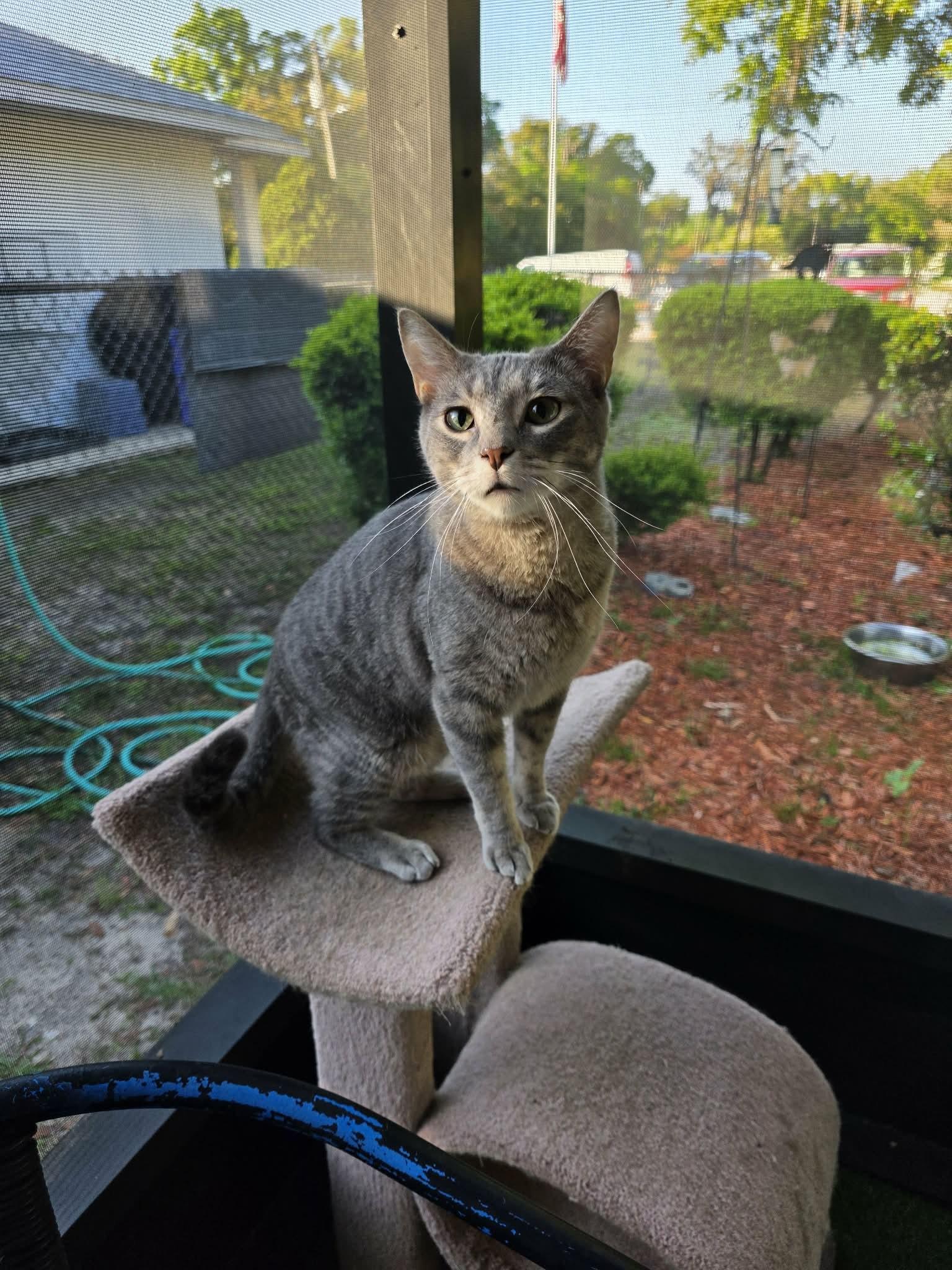 Dusty, a ADOPTABLE Domestic Short Hair in Umatilla, FL image 2/5