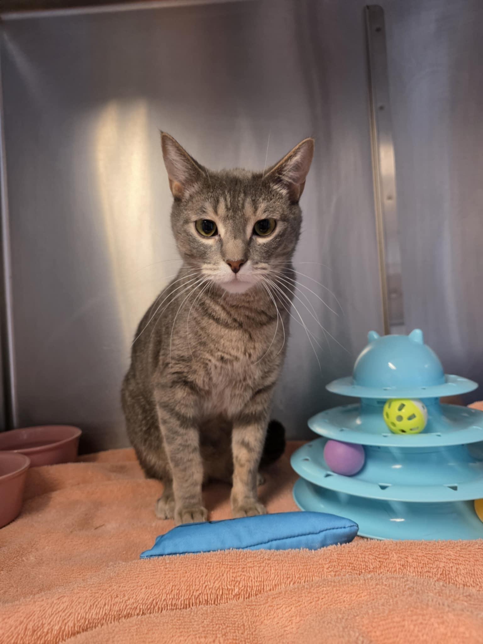 Enlarge Dusty, a ADOPTABLE Domestic Short Hair in Umatilla, FL image 3/3