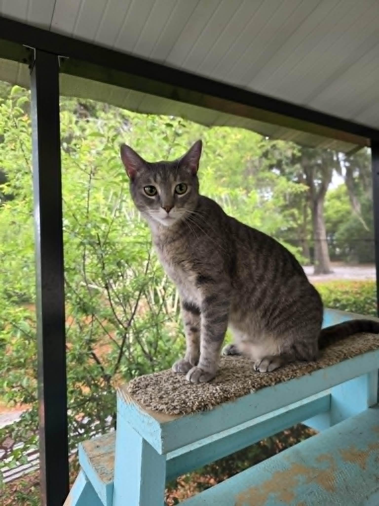 Dusty, a ADOPTABLE Domestic Short Hair in Umatilla, FL image 5/5