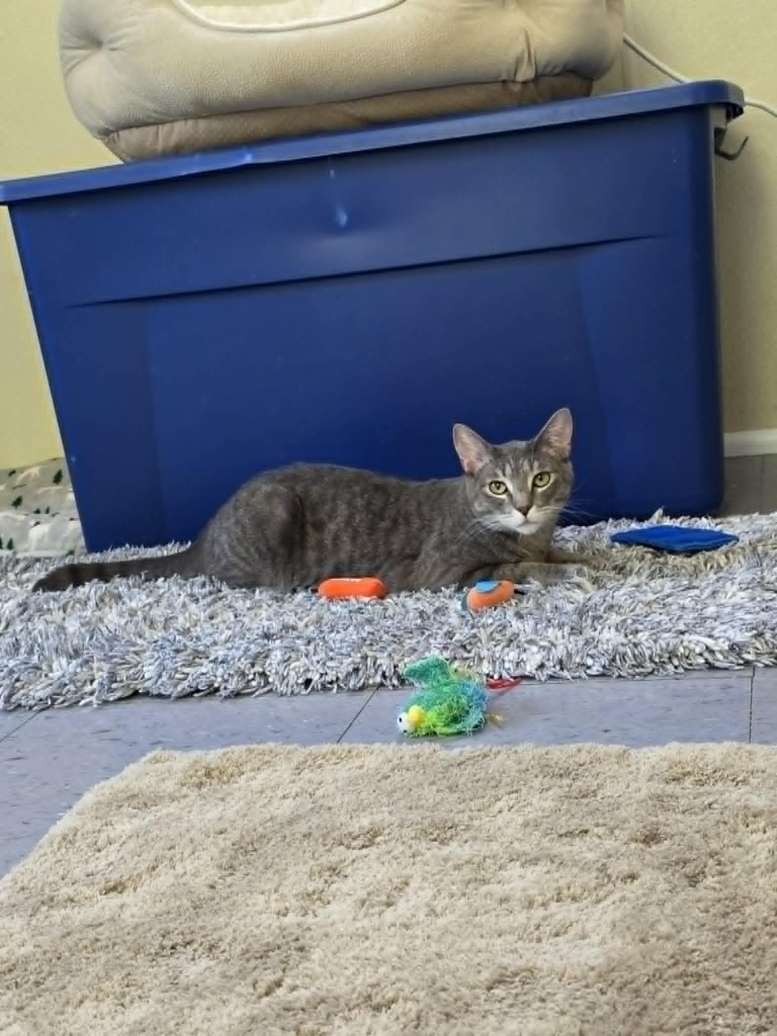 Dusty, a ADOPTABLE Domestic Short Hair in Umatilla, FL image 4/5