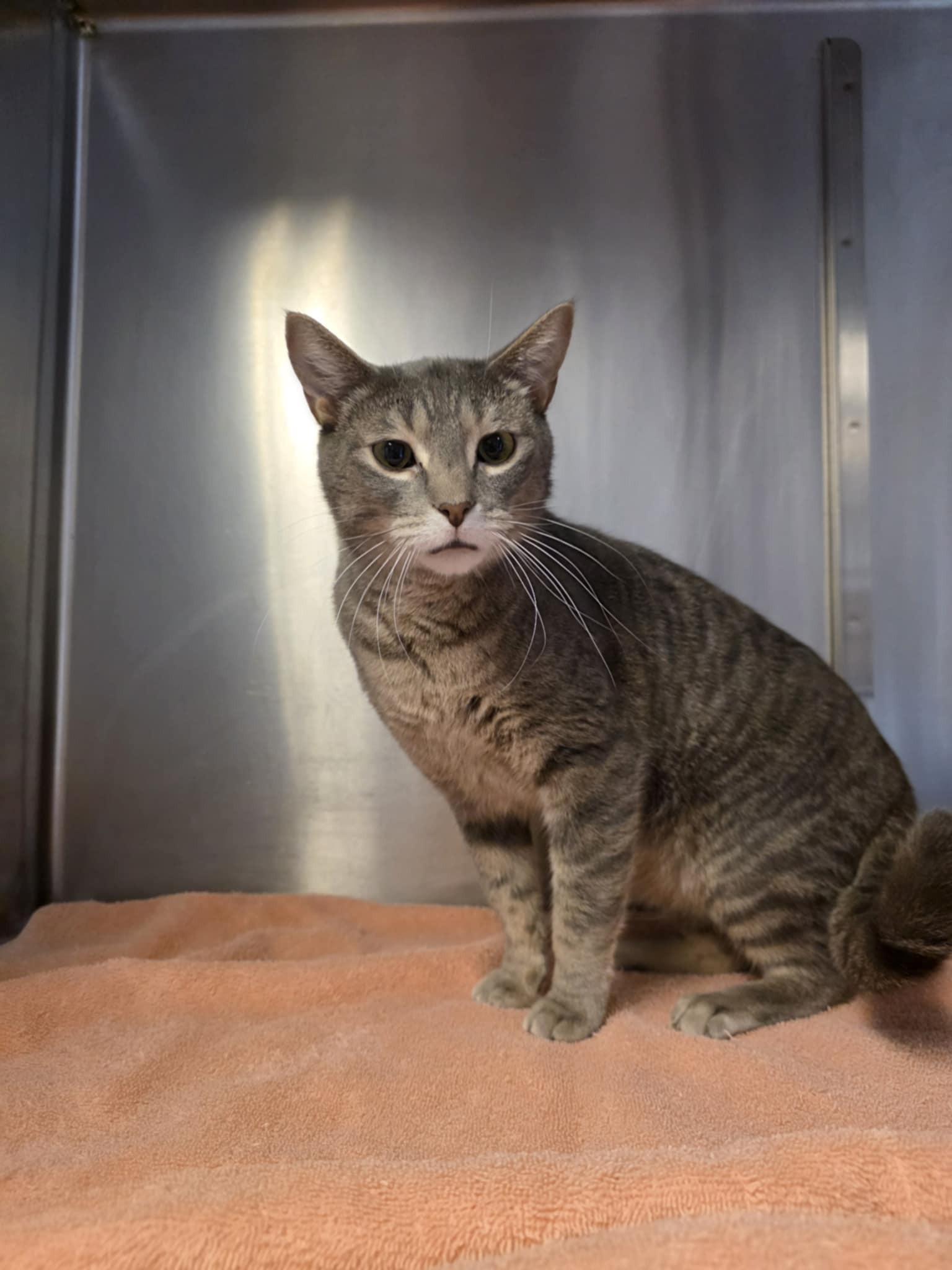 Enlarge Dusty, a ADOPTABLE Domestic Short Hair in Umatilla, FL image 2/3